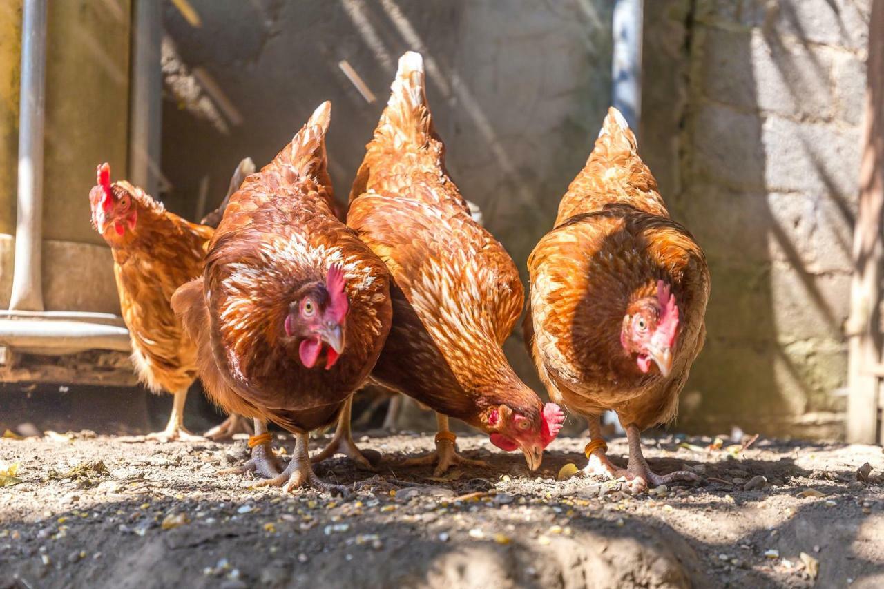 Ferienwohnung Andrea Pohl  Dış mekan fotoğraf